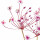 Butomus Umbellatus note image