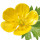Buttercup note image