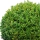Buxus note image