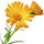 Calendula note image