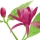 Calycanthus note image