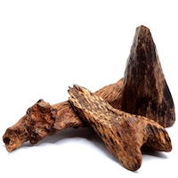 Cambodian Oud