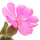 Campion Flower note image