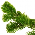 Canadian Balsam note image