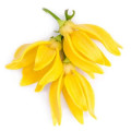 Cananga note image
