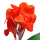 Canna flower note image