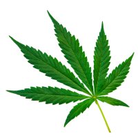 cannabis