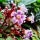 Carambola Blossom note image