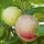 Cassowary Fruit note image