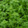 Catnip note image
