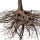 Cedar Roots note image