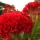 Celosia note image