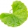Centella Asiatica note image