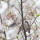 Cherry Leaf note image