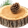 Chinese Cedar