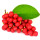 Chinese Magnolia note image