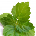 Chinese Patchouli