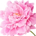 Chinese Pink Peony