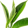 Chinese Tea