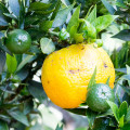 Chinotto note image