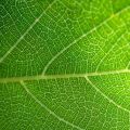 Chlorophyll note image