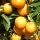 Citrus Japonica note image