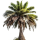 Coconut Tree note image