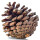Conifer note image