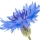 Cornflower Sultan Seeds note image