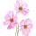 Cosmos Flower