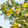 Creosote Bush note image