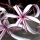 Crinum Lily note image