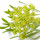 Crithmum note image