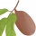 Cupuaçu, Cupuassu, Copoasu note image