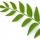 Curry Tree note image