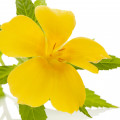 Damiana