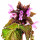 Deadnettle note image