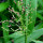 Deer Tongue Grass note image