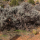 Desert Sagebrush note image