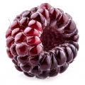 Dewberry note image