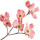Dogwood Blossom note image