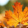 Dried Fallen Leaves note image