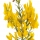 Dyer's Greenweed note image