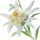 Edelweiss note image