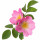 Eglantine Rose note image
