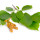 Elm note image