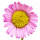 Erigeron (Fleabane) note image