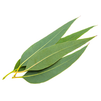 Eucalyptus