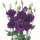 Eustoma | Lisianthus note image