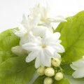 False Jasmine